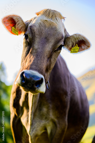 cow portrait in a field in the mountains in the evening sunlight