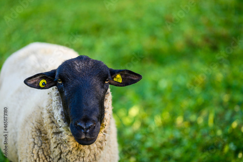 single sheep in a green grass field