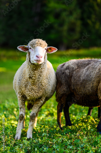 white and black sheep in a grass field