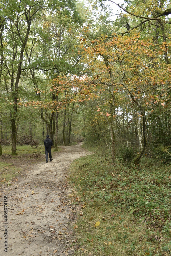 randonnée dans la forêt de buzet en automne randonnée dans la forêt de buzet en automne