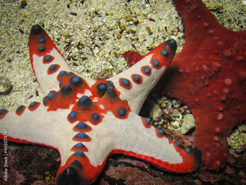 Chocolate chip sea star - Protoreaster nodosus


 photo