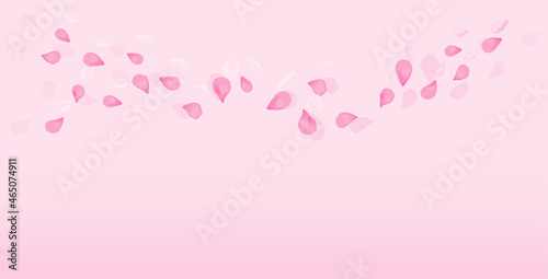 Pink flying petals isolated on Pink gradient background. Sakura Roses petals. Vector