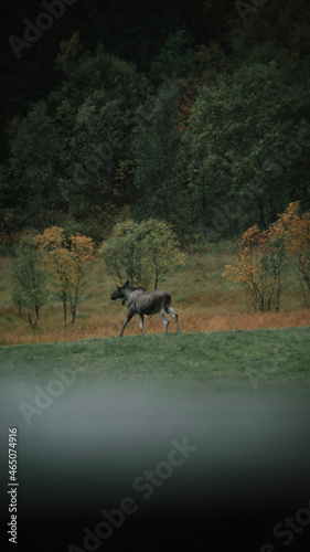 horse in the water