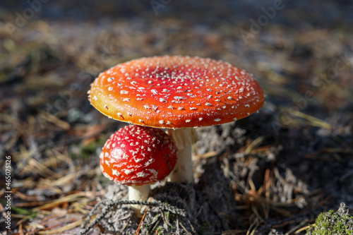 Red fly agaric close-up photo in a forest.