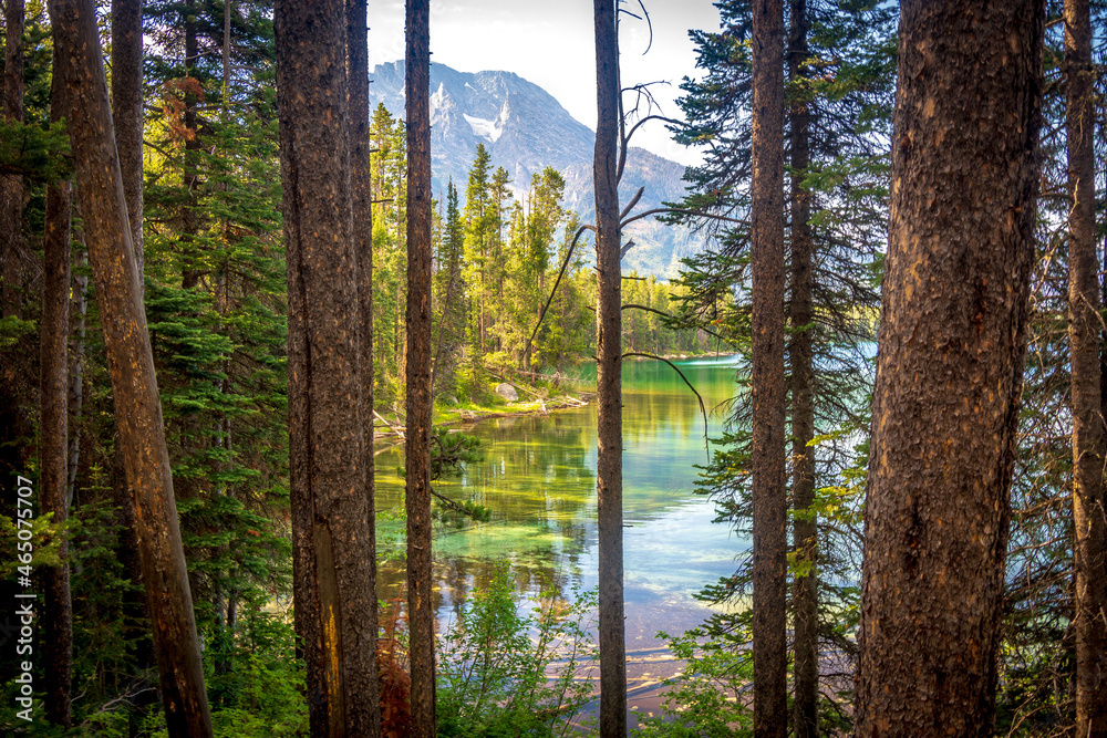 Leigh Lake through pine trees, Grand Teton National Park