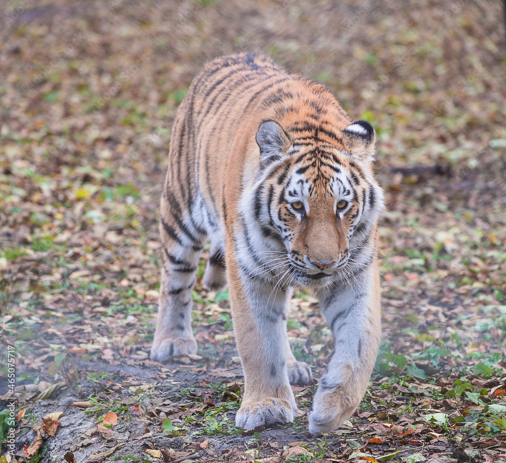 Siberian or Amur tiger in the forest; The biggest wild cat in the world walking to meet you Siberian or Amur tiger in the forest; The biggest wild cat in the world walking to meet you