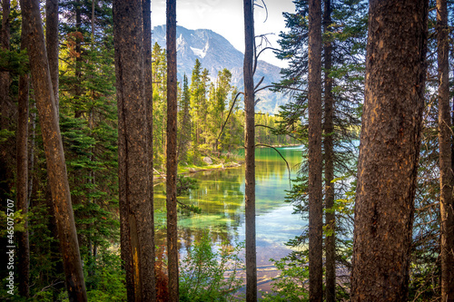 Leigh Lake through pine trees, Grand Teton National Park