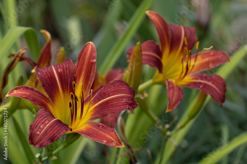 Close-up of two Hemerocallis flowers with raindrops. Selective focus.