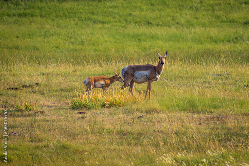 Mother and baby moose looking at the camera in Yellowstone National Park