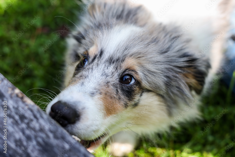 Bautiful blue merle sheltie chewing wood chair. Bautiful blue merle sheltie chewing wood chair.