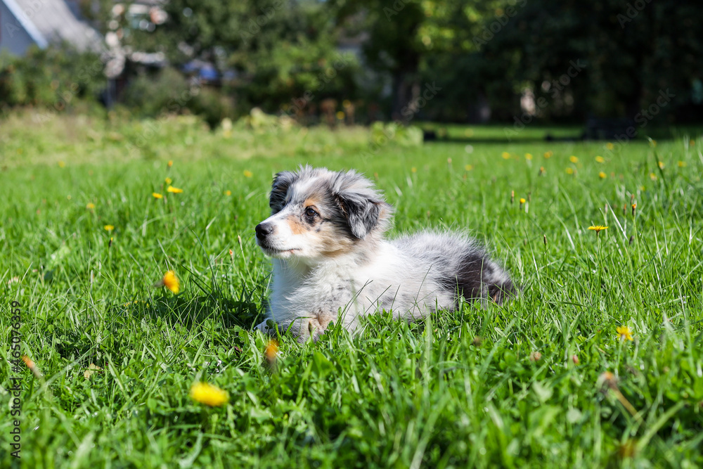Obraz premium Small blue merle shetland sheepdpdog puppy sitting in grass.
