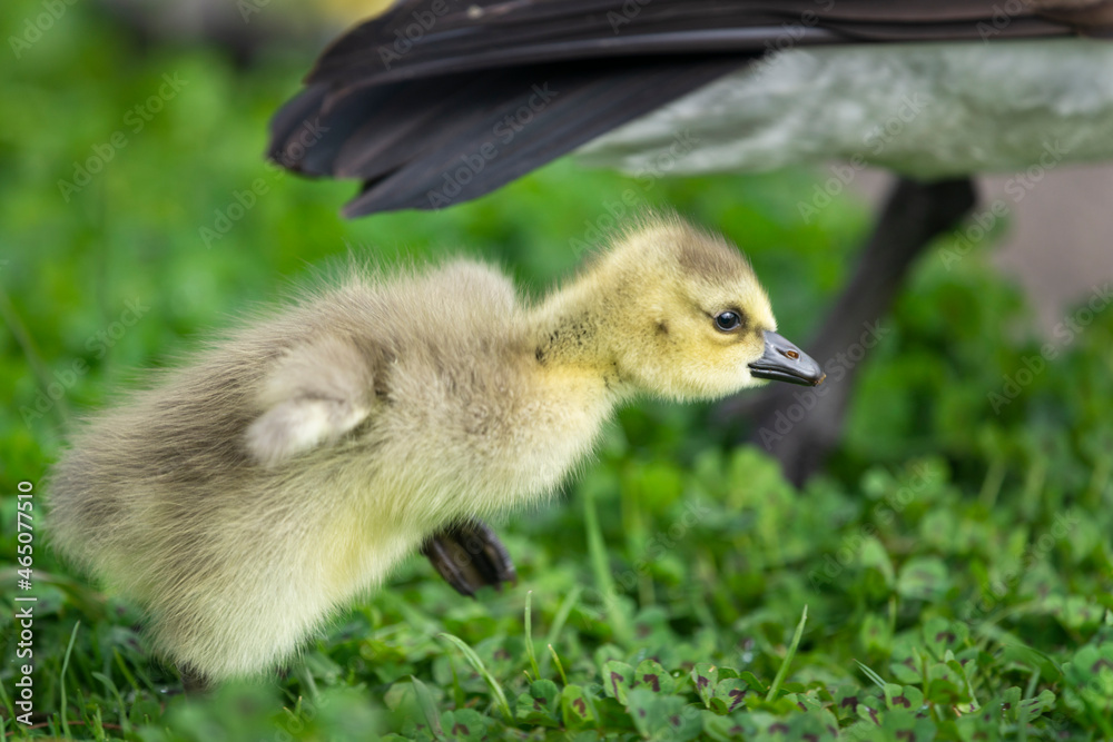 Cute fluffy gosling running and catching up with mother goose, flapping its tiny wings. Cute fluffy gosling running and catching up with mother goose, flapping its tiny wings.