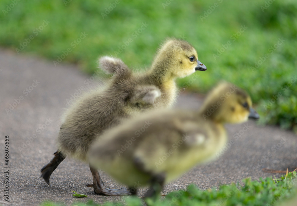 Two cute goslings running, flapping their tiny wings. Two cute goslings running, flapping their tiny wings.