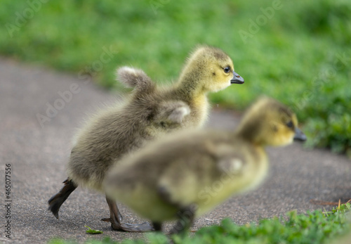 Two cute goslings running, flapping their tiny wings. © Janice