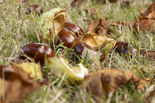 Marrons d'Inde tombés de l'arbre dans la pelouse

 photo