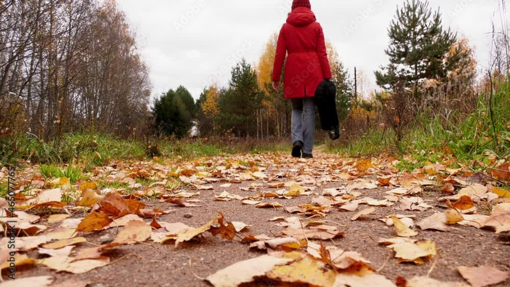 A Woman in A Red Jacket Walks along A Forest Road Strewn With Yellow Leaves. Autumn Landscape. A Woman in A Red Jacket Walks along A Forest Road Strewn With Yellow Leaves. Autumn Landscape.