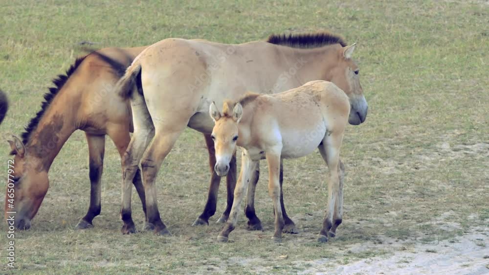 General plan of grazing horses. Horses graze in the meadow. Many Onagers graze in the meadow, moving around the frame. General plan of grazing horses. Horses graze in the meadow. Many Onagers graze in the meadow, moving around the frame.