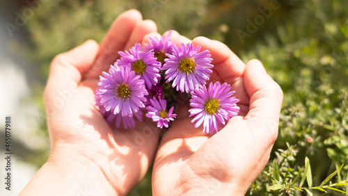 Close-up of an American Herbstaster aster in hands. Small purple autumn flowers