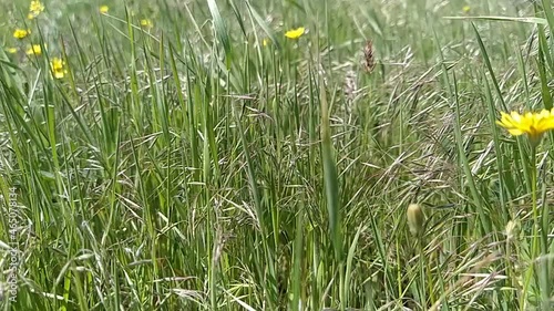 Green grass blowing in the wind, silver green grass sway in the wind.