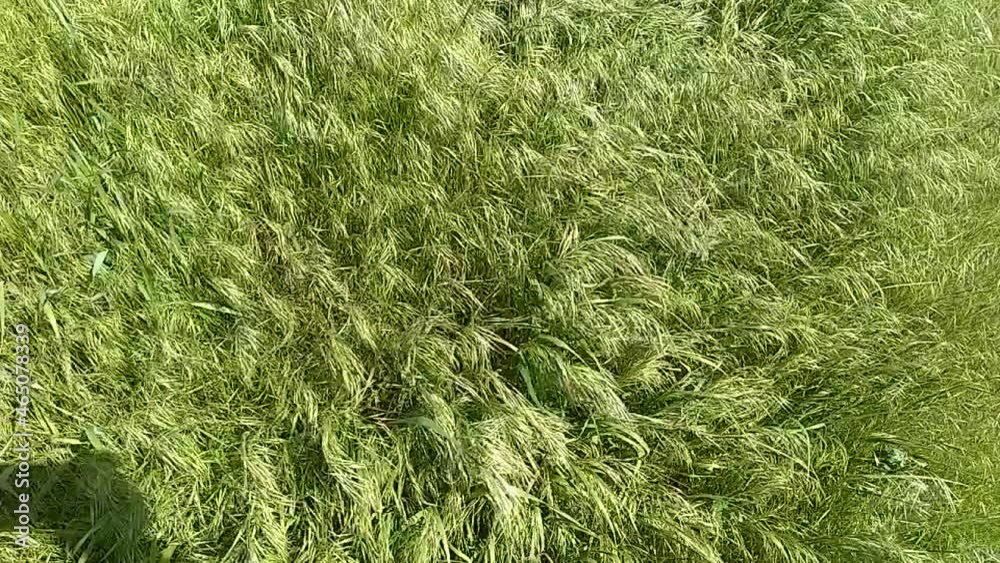 Green grass blowing in the wind, silver green grass sway in the wind. Green grass blowing in the wind, silver green grass sway in the wind.