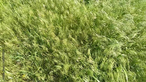 Green grass blowing in the wind, silver green grass sway in the wind.