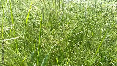 Green grass blowing in the wind, silver green grass sway in the wind.