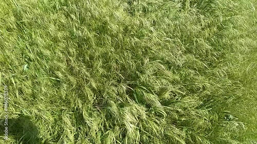 Green grass blowing in the wind, silver green grass sway in the wind.