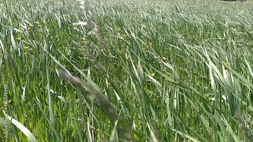 Green grass blowing in the wind, silver green grass sway in the wind.