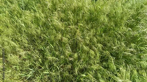 Green grass blowing in the wind, silver green grass sway in the wind.