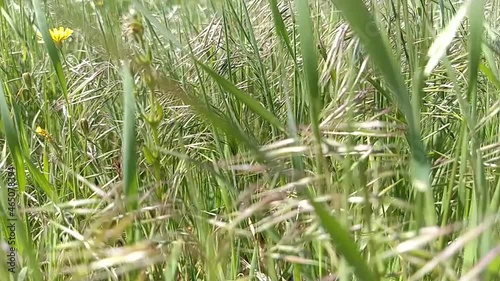 Green grass blowing in the wind, silver green grass sway in the wind.
