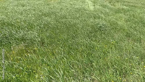 Green grass blowing in the wind, silver green grass sway in the wind.