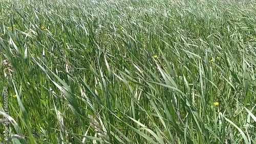 Green grass blowing in the wind, silver green grass sway in the wind.
