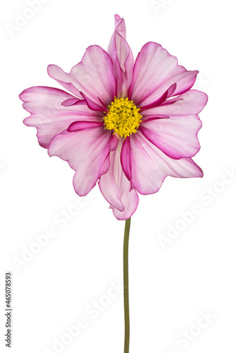 cosmos flower isolated