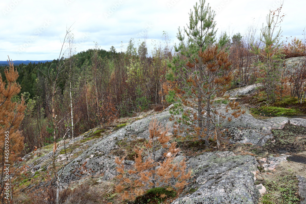 Details of slope of Mount Hiidenvuori Details of slope of Mount Hiidenvuori