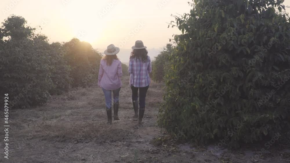 Two women walking in plantation hall, first daylight, backlight Two women walking in plantation hall, first daylight, backlight