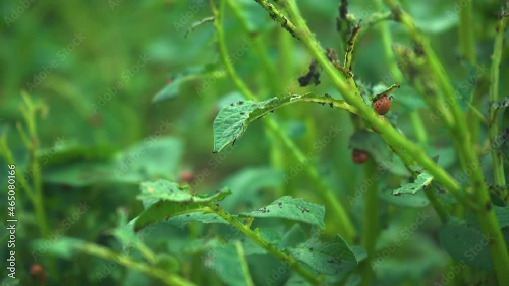 Potato bush destroyed by a Colorado potato beetle, moving the camera forward Potato bush destroyed by a Colorado potato beetle, moving the camera forward