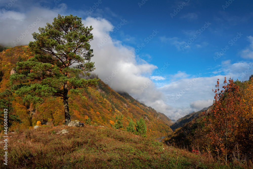 Autumn landscape with a mountain gorge and slopes overgrown with forests and a large pine tree in front