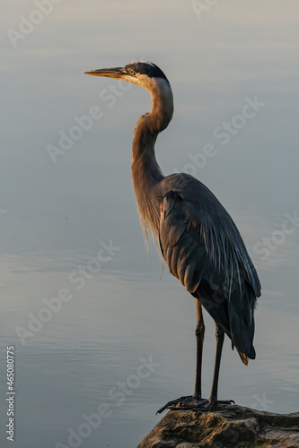 Fotografia, Obraz Vertical shot of gray heron perched on stone by the river