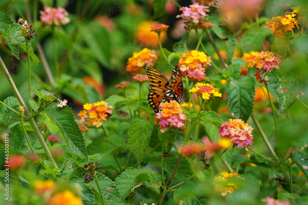 Monarch butterfly on flower lantana in Georgia, United States Monarch butterfly on flower lantana in Georgia, United States