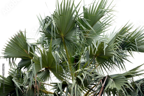 close up of palm trees