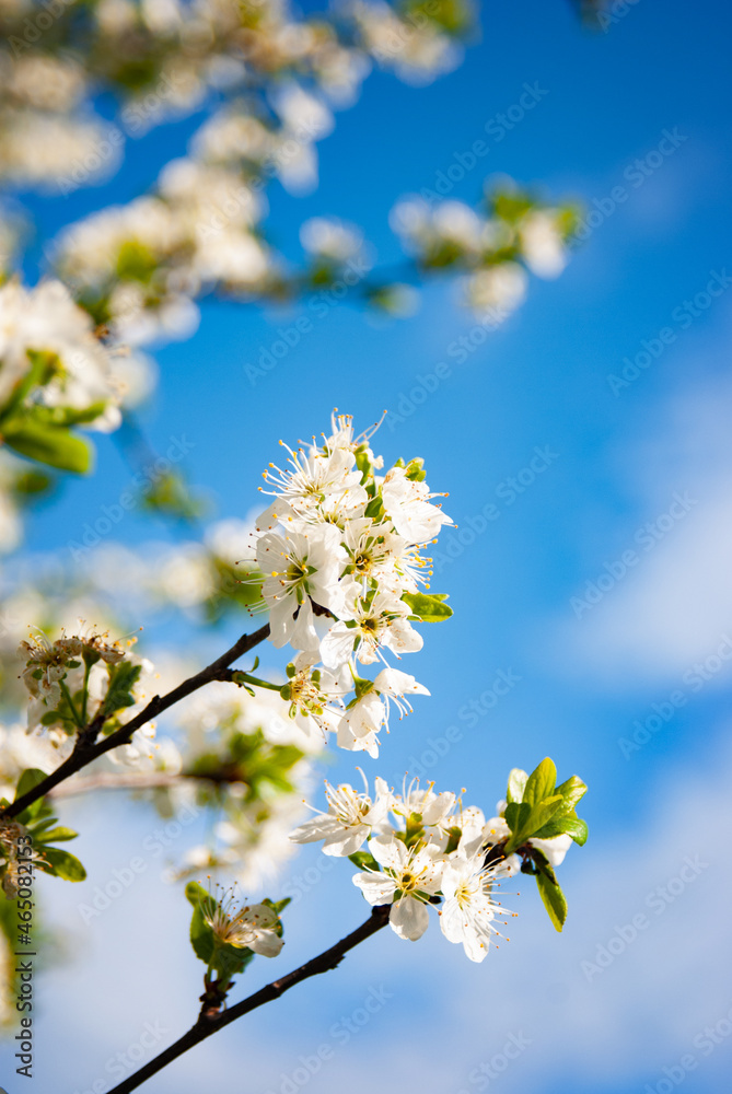 Blooming white cherry flowers on blue sky background Blooming white cherry flowers on blue sky background