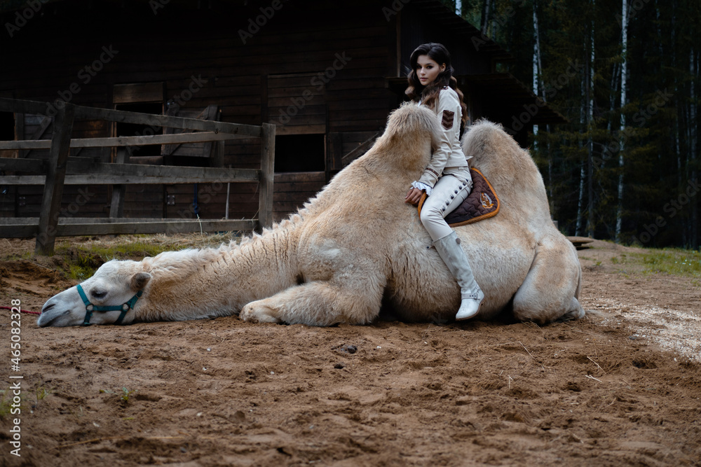 Obraz premium A young beautiful brunette in a rider costume is sitting next to a large white camel with two humps, a forest in the background