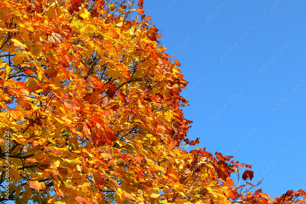 Colorful autumn tree with yellow, red, orange leaves on a blue sky background