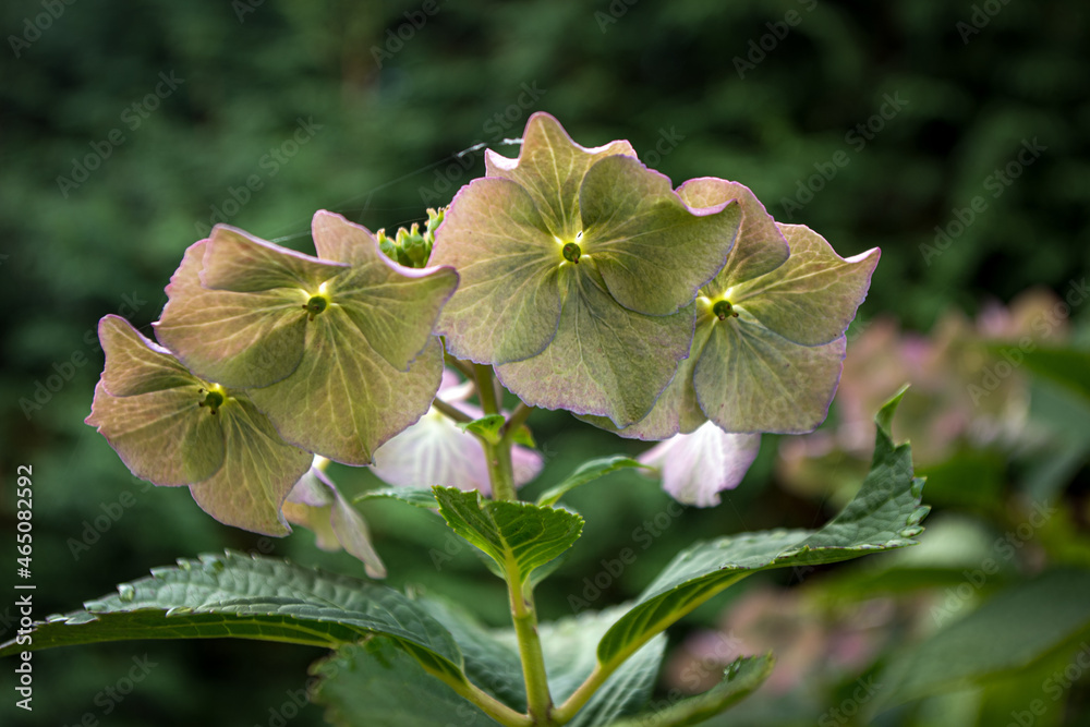 Blume