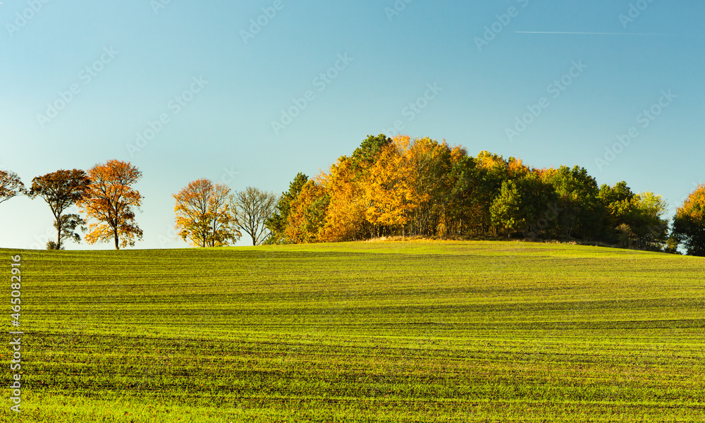 Fototapeta premium An isolated group of trees growing in a green field covered with green young grain.