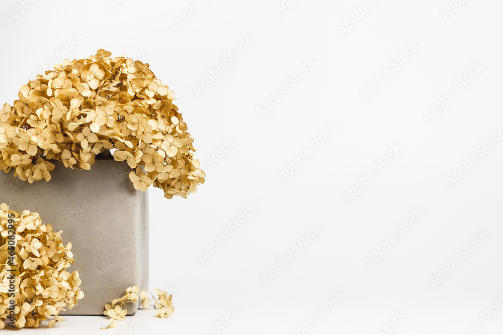 dried hydrangea flowers in a concrete square gray pot. White background with place for text or product.
