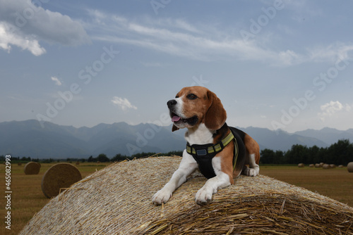 Beagle dog on a roll of hay in a field