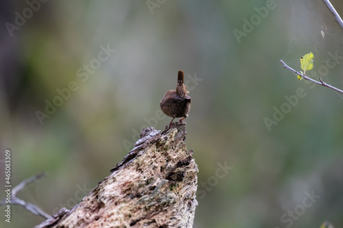 Eurasian wren, Troglodytes troglodytes, a loud songbird, sings like a mature tenor - the loud singing of birds in the forest, tips and roots are a refuge for the wren