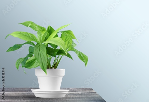 Large leaf house plant in a pot on a desk