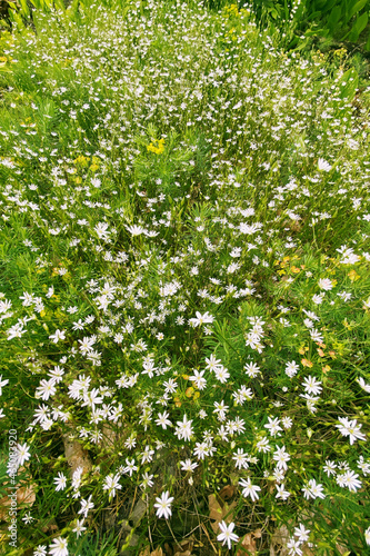 Stellaria media flowers  close up. White flowers on green meadow in summertime. Summer wild landscape in forest.